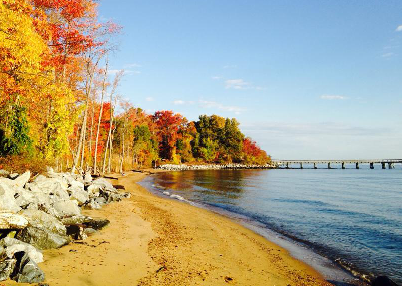 Discovering Downs Park Dog Beach: A Pet-Friendly Haven