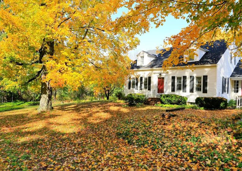 house with trees