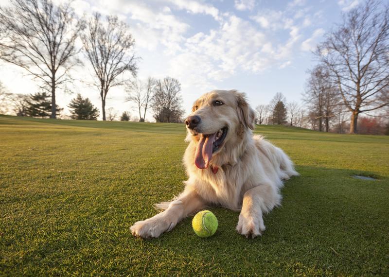 Dog in cheap the park