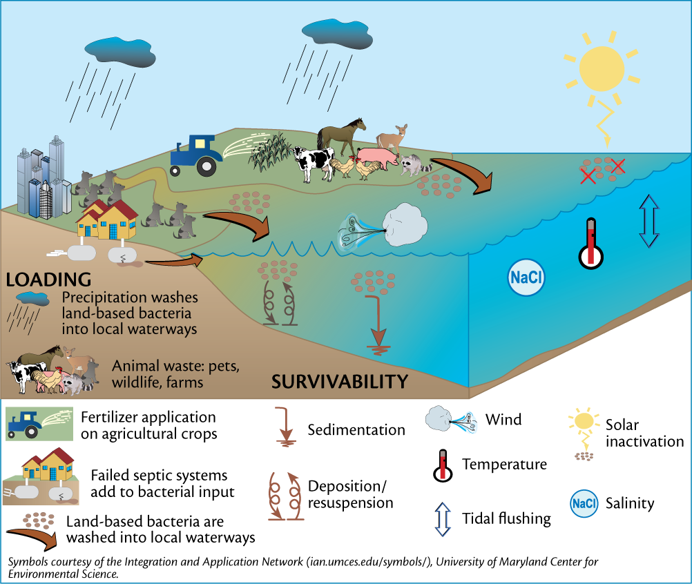 Stormwater Diagram