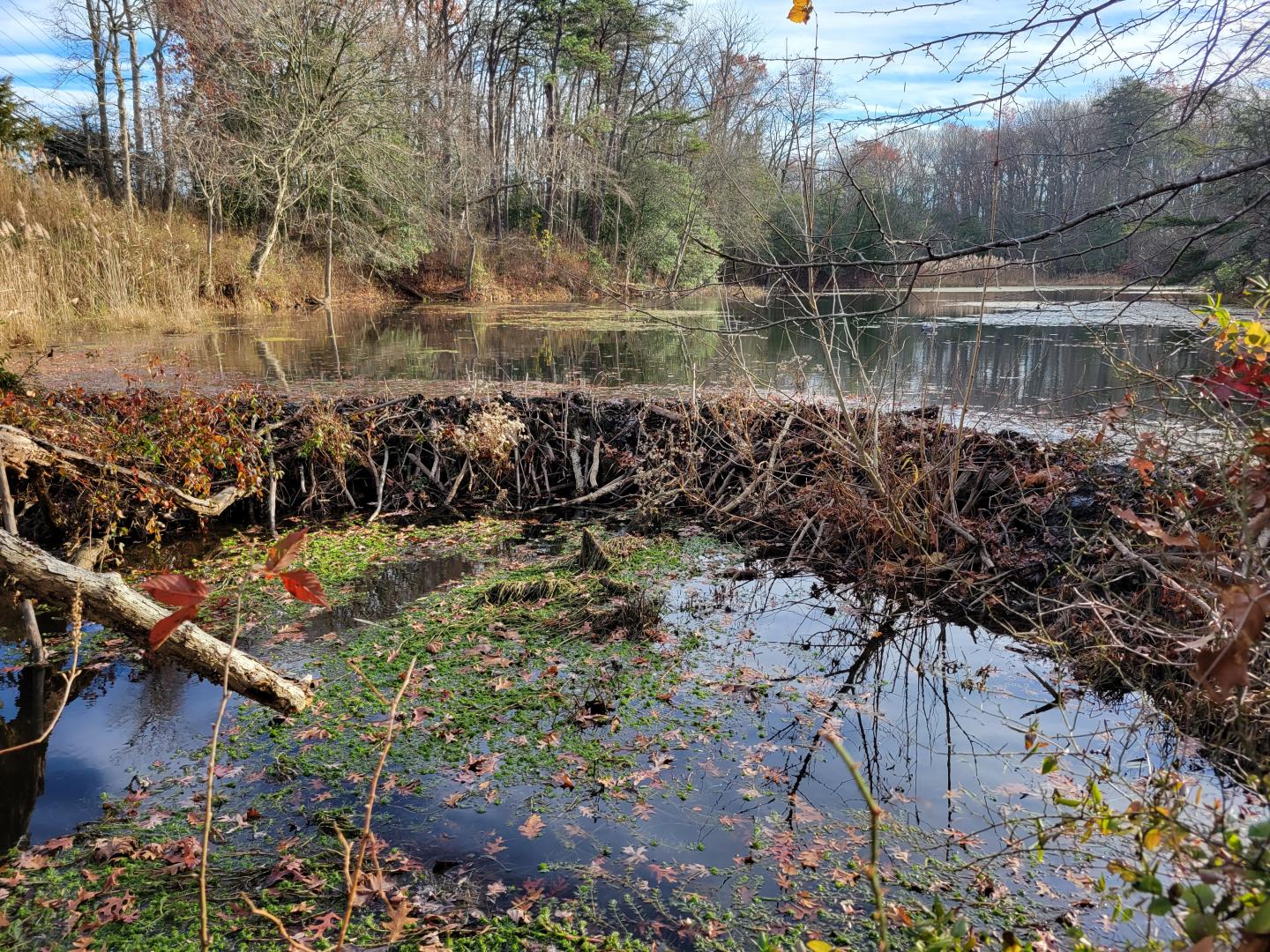 cattail creek beaver dam