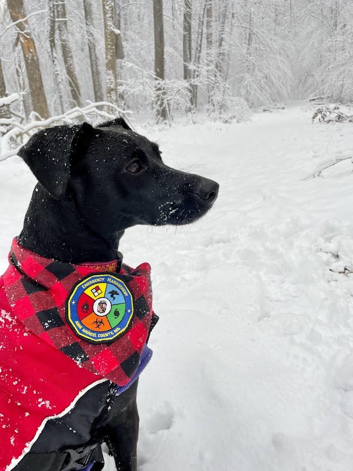 OEMs dog "Pepper" in the snow