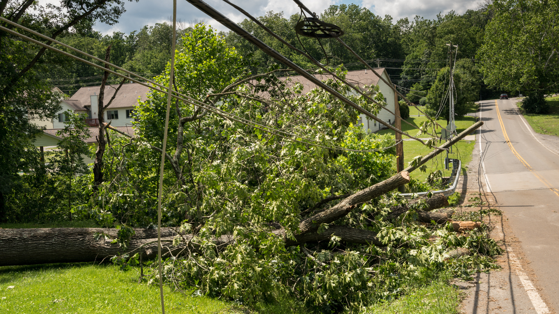 Tree on powerlines