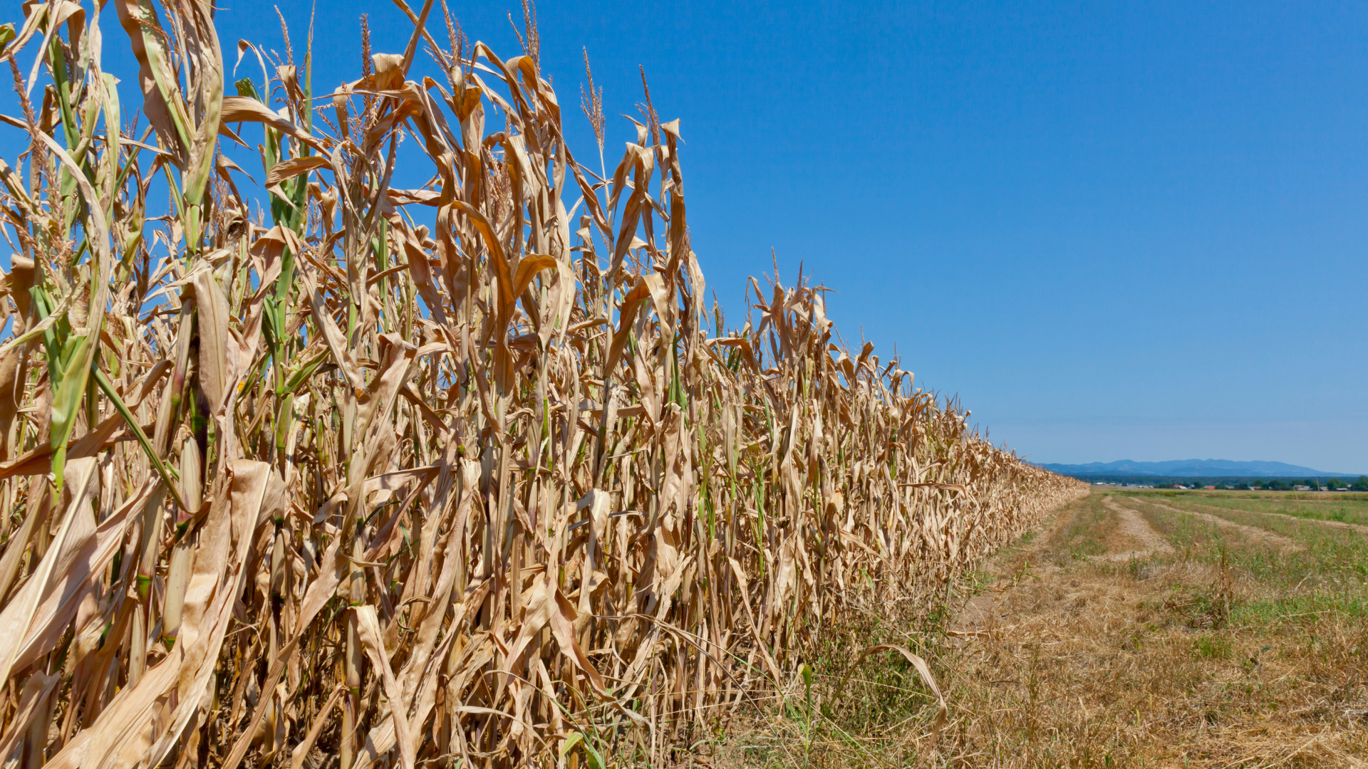 Corn field in a drought