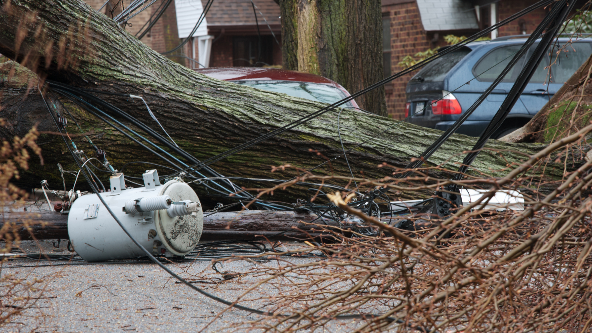 Fallen Tree and Utility Pole