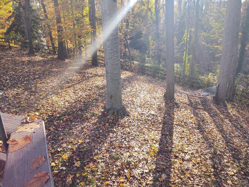 Leaves in a backyard