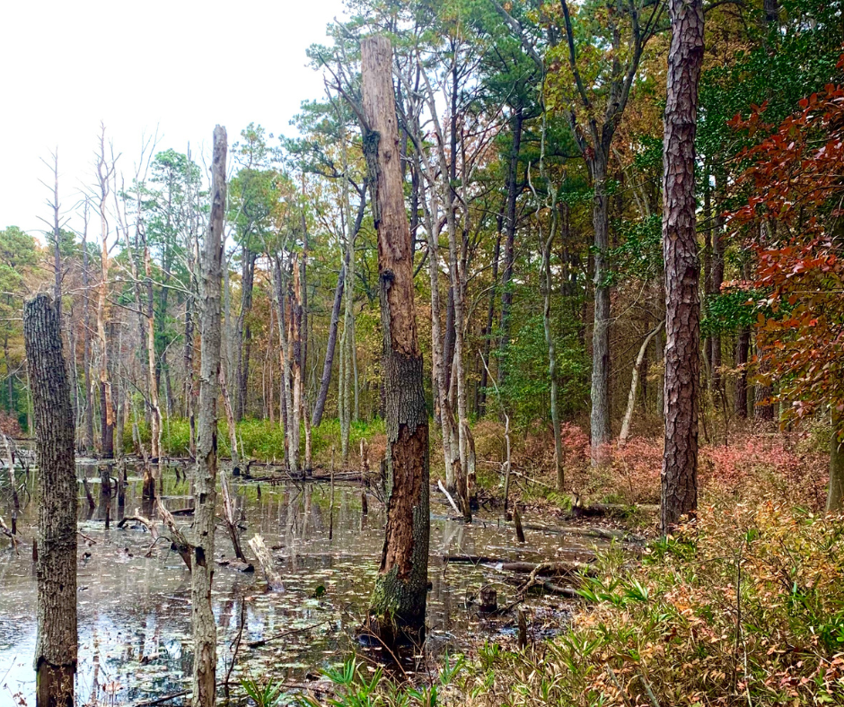 Magothy Greenway Natural Area