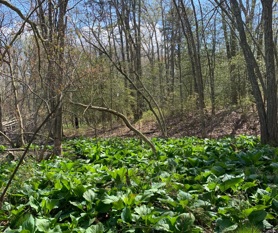 Magothy Greenway Natural Area