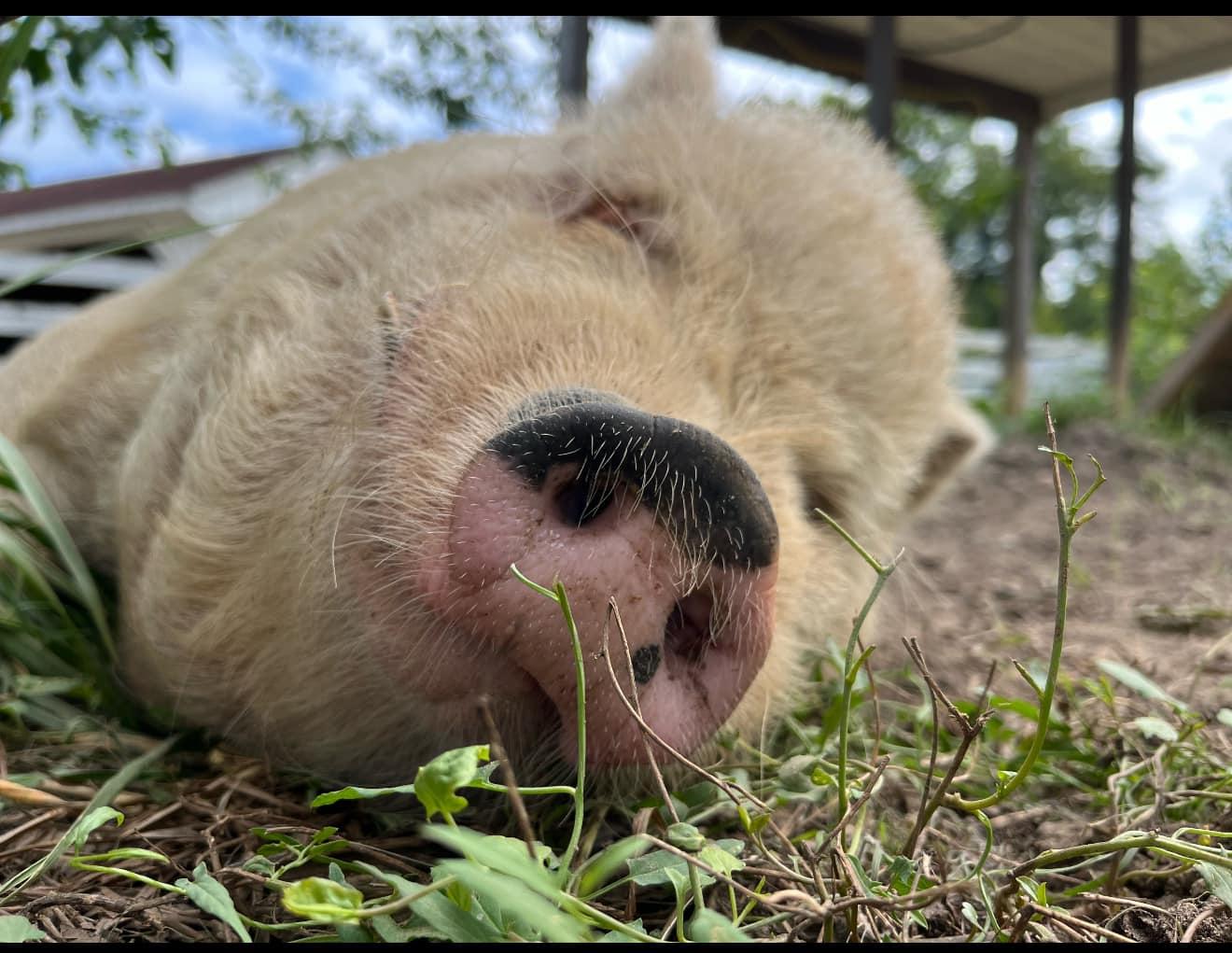 Miniature Pigs