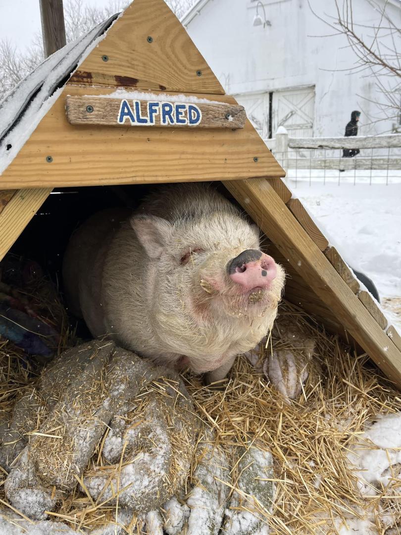 Miniature Pigs 