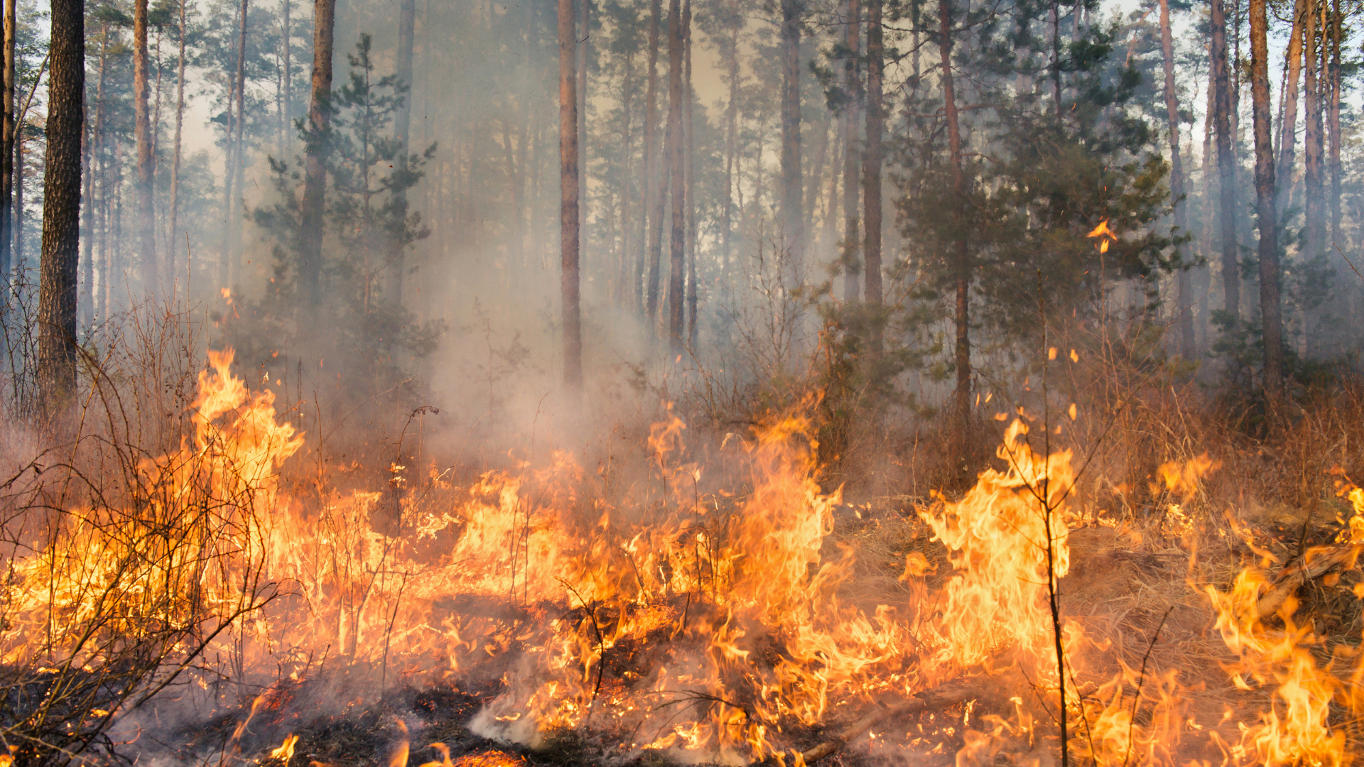 wildfire burning through trees and brush