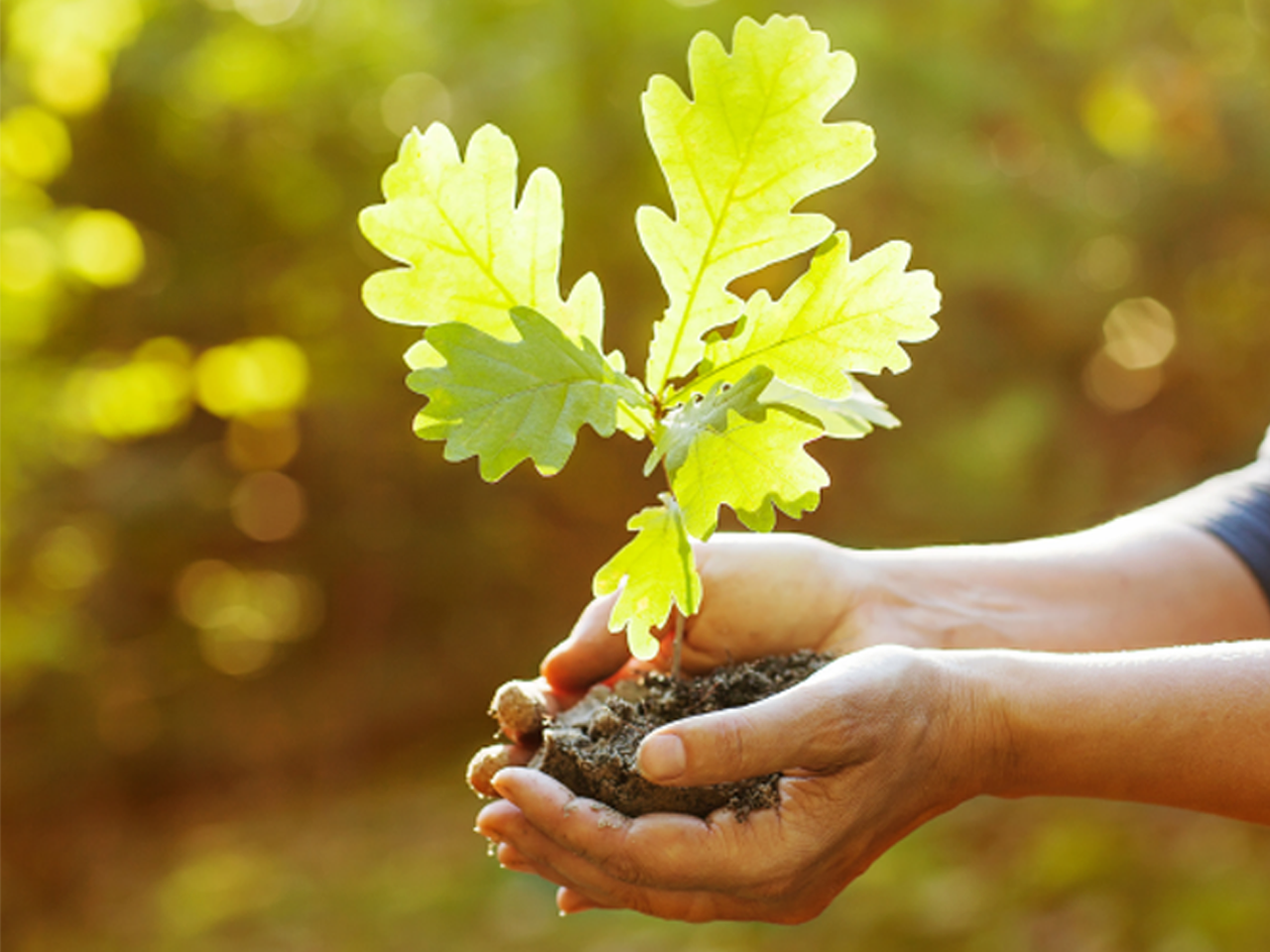 Hands holding tree