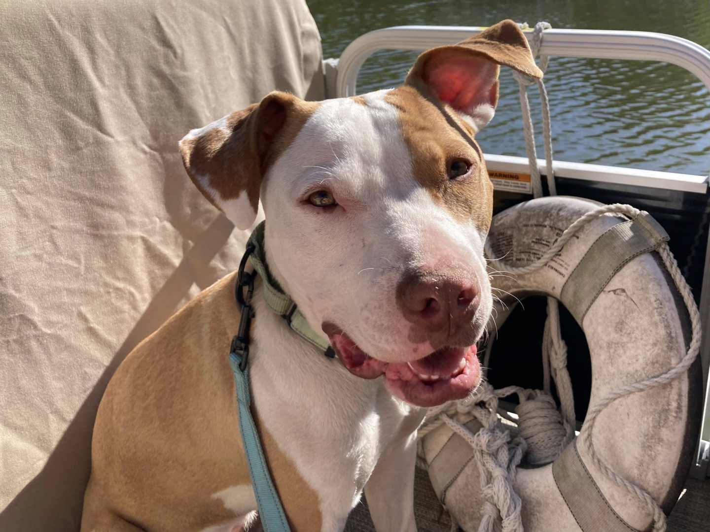 Small brown and white dog on a boat