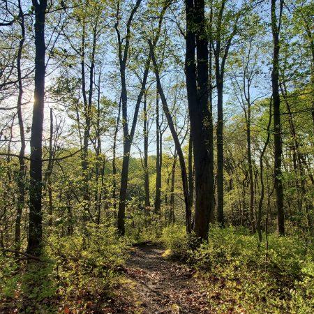 Forest with Tall Tress